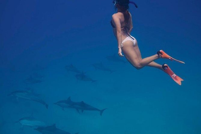 Private Dolphin House Boat Tour with Snorkeling & Lunch Hurghada - An In-Depth Look at the Tour Experience