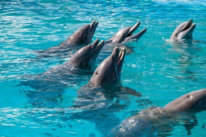 private-dolphin-playground-safari