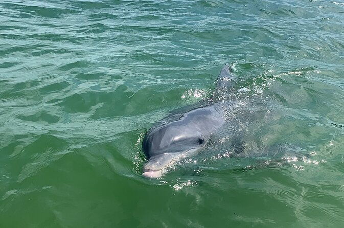 private-dolphin-sightseeing-boat-day-tour-2