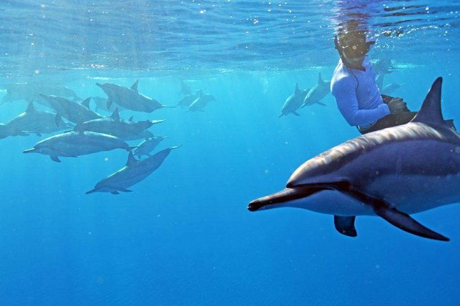 private-dolphin-swim-with-slide-for-up-to-15-passengers-2