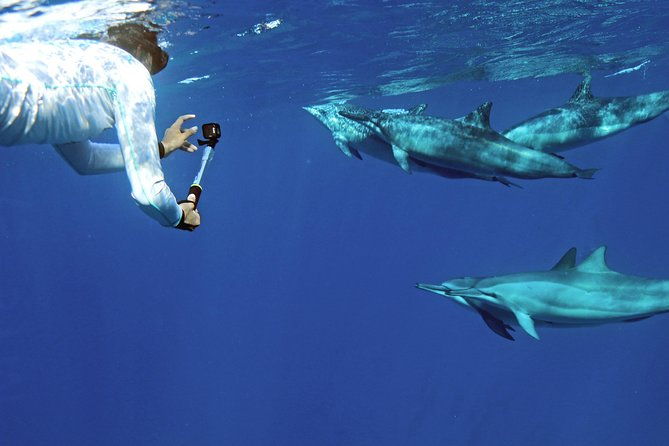 private-dolphin-swim-with-slide-for-up-to-15-passengers