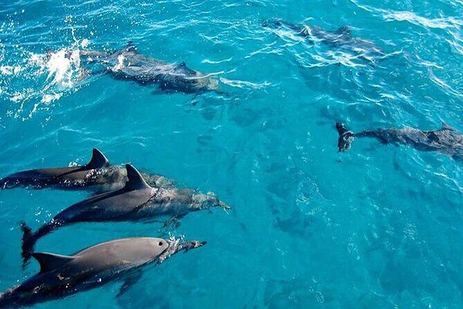 Private Dolphin Tour and Snorkeling at Mnemba Island reef - Introduction: A Closer Look at Zanzibar’s Private Dolphin and Snorkeling Tour