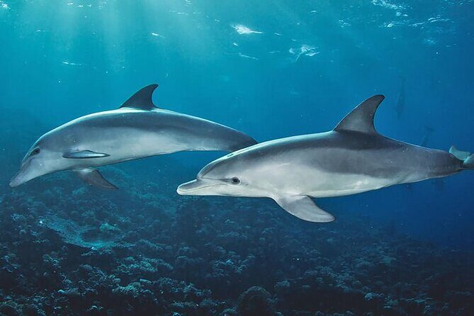 Private Dolphin Tour and Snorkeling at Mnemba Island reef - Key Points