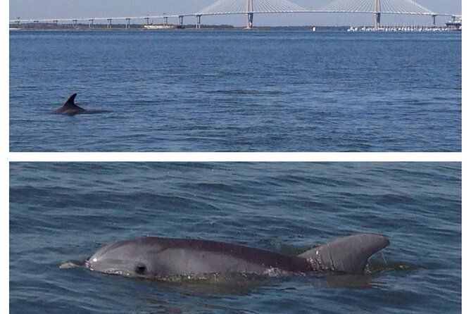 private-dolphin-tour-charleston-sc