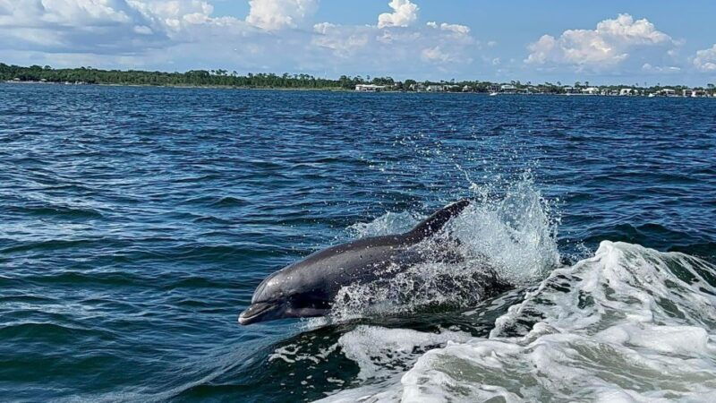 private-dolphin-tour-with-secluded-beach-snorkel-stop