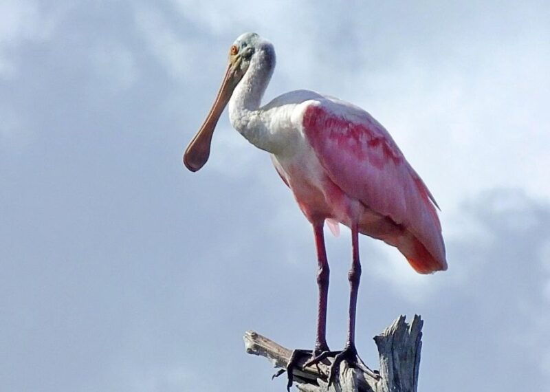 private-dolphin-tours-in-the-amazing-savannah-marsh