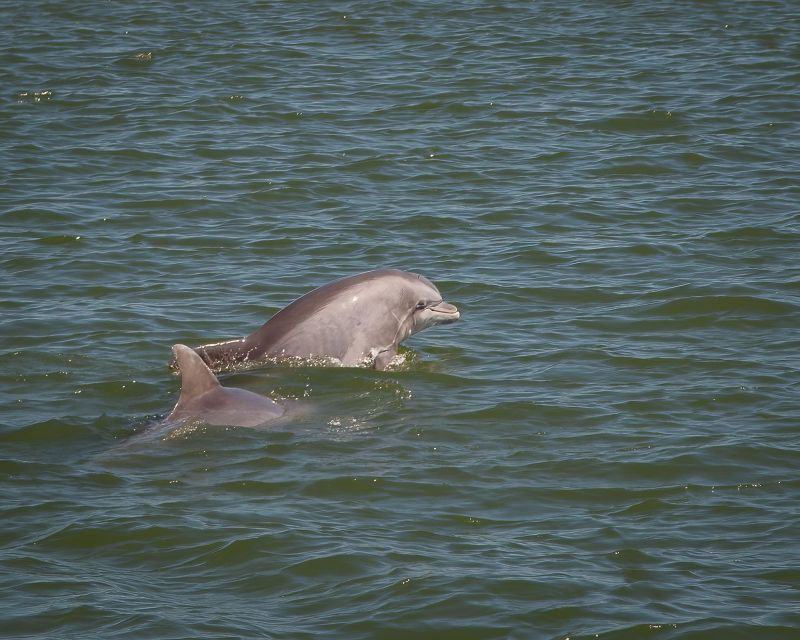 private-dolphin-tours-in-the-amazing-savannah-marsh