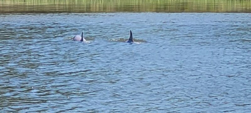 private-dolphin-tours-in-the-amazing-savannah-marsh