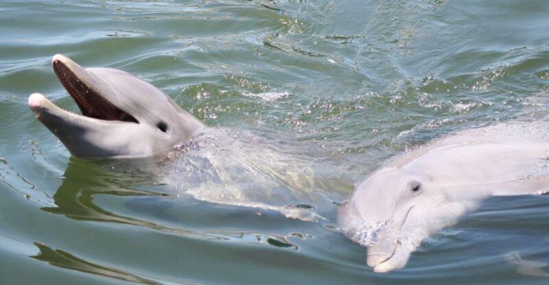 private-dolphin-tours-in-the-amazing-savannah-marsh