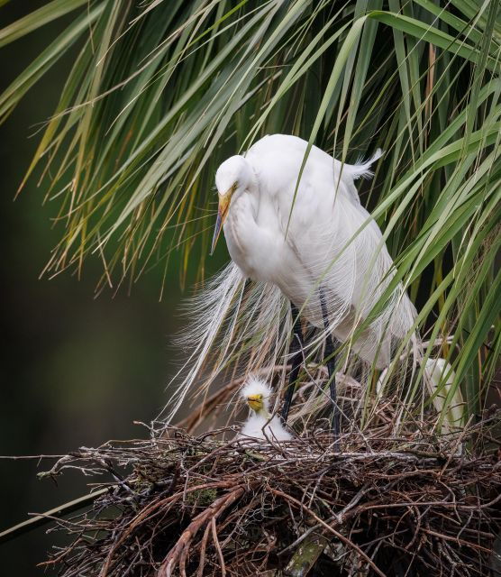 private-dolphin-tours-in-the-amazing-savannah-marsh