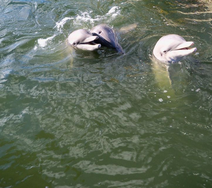private-dolphin-tours-in-the-amazing-savannah-marsh