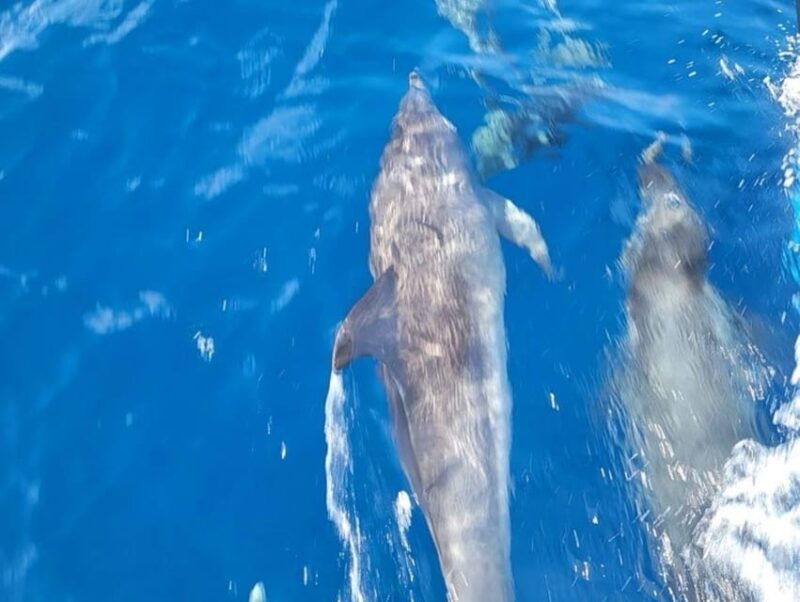 private-dolphin-watch-boat-tour-port-aransas-texas