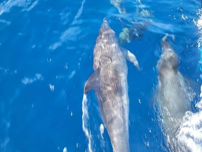 private-dolphin-watch-boat-tour-port-aransas-texas