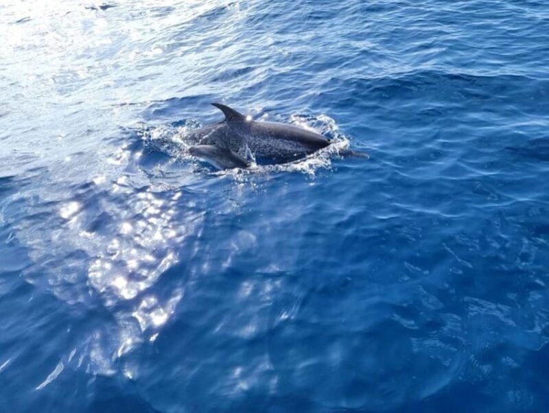 private-dolphin-watch-boat-tour-port-aransas-texas
