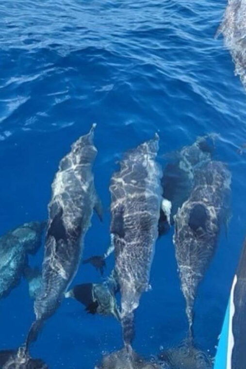 private-dolphin-watch-boat-tour-port-aransas-texas