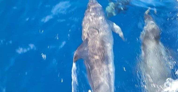 private-dolphin-watch-boat-tour-port-aransas-texas