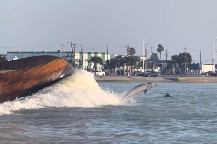 private-dolphin-watch-boat-tour-port-aransas-texas