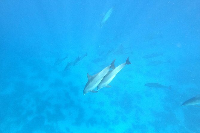 Private Dolphin Watching And Snorkeling Tour - The Sum Up: Who will love this tour?