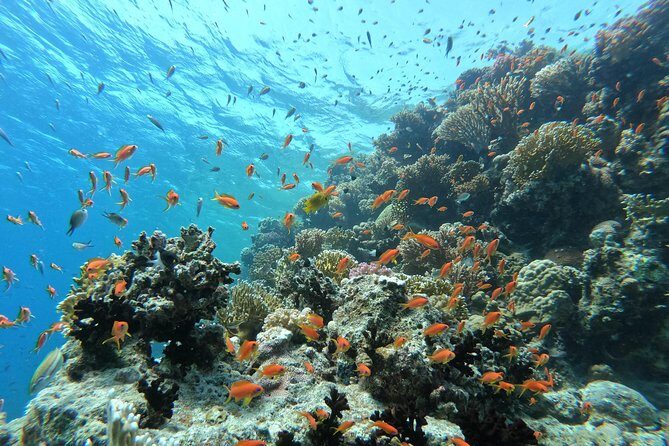 Private Dolphin Watching And Snorkeling Tour - FAQ