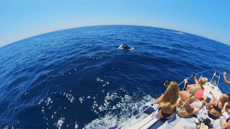 PRIVATE DOLPHIN WATCHING SUNSEEKER WITH DRINKS ON FUENGIROLA - A Deep Dive into the Dolphin Watching Experience
