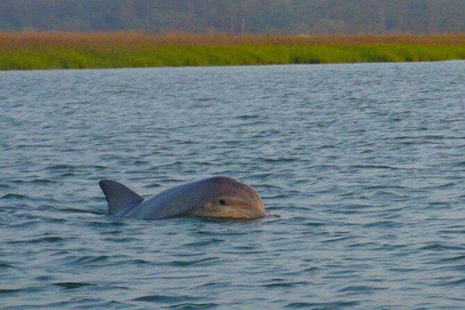 private-dolphins-and-daufuskie-island-stop-tour