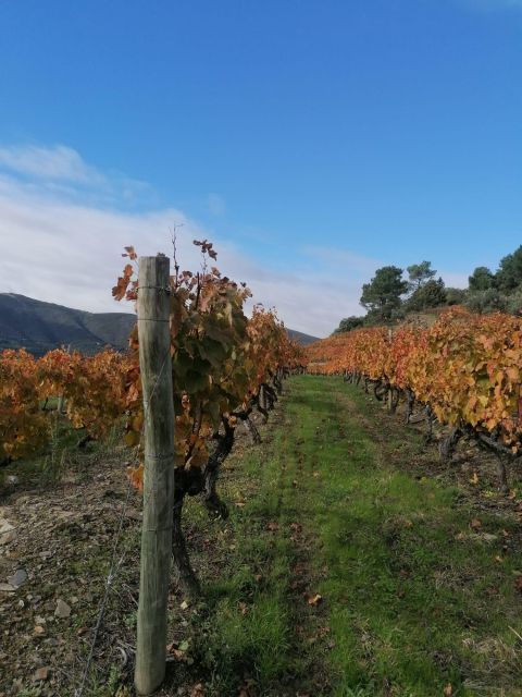 private-douro-valley-4wd-tour-with-wine-tasting-and-picnic