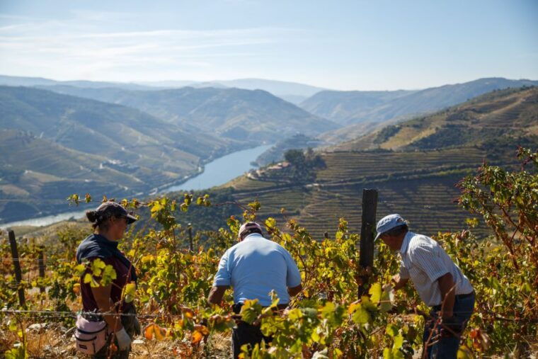 private-douro-valley-4wd-tour-with-wine-tasting-and-picnic