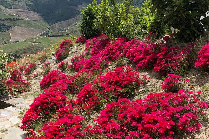 Private Douro Valley Tour Includes Wine Tasting and Boat Tour - Practical Details and What They Mean for You