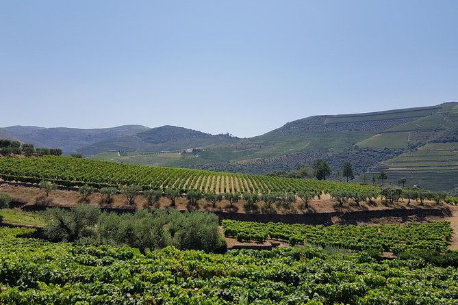 private-douro-valley-visit-to-three-vineyards-with-lunch-from-porto