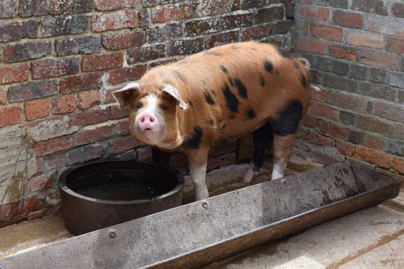 private-downton-abbey-day-in-the-cotswolds-tour