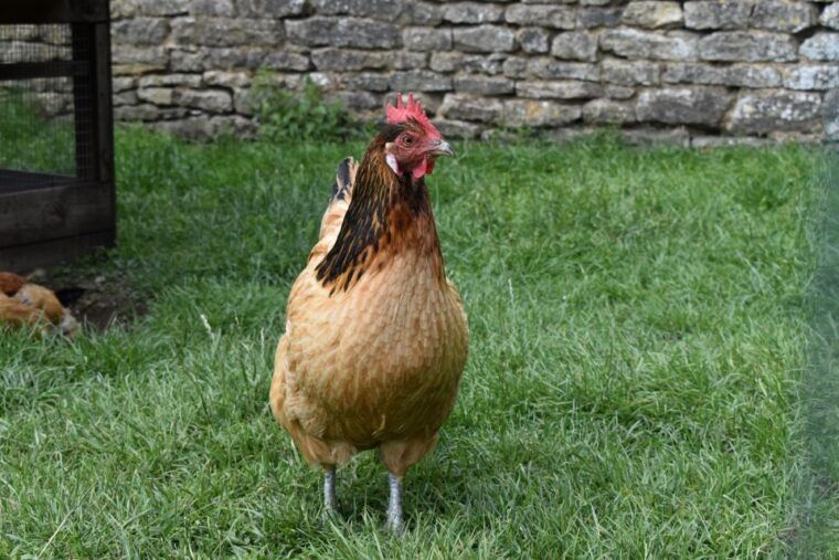 private-downton-abbey-day-in-the-cotswolds-tour