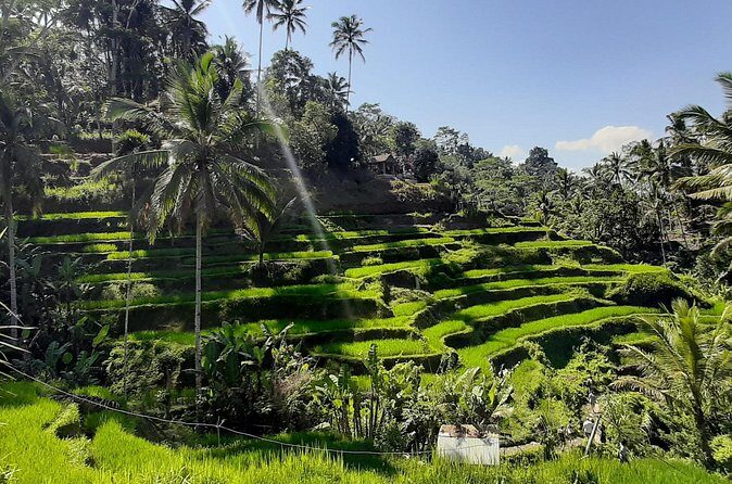 Private Driver in Bali with English Speaking - Authentic Experiences from Past Travelers