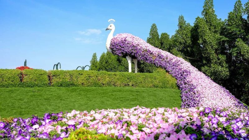 Private Dubai Frame & Miracle Garden Trip with Transfer - Who Should Consider This Tour?
