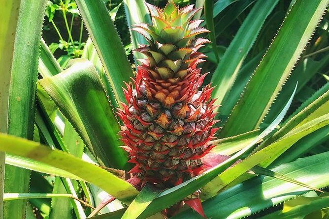 Private Dudhsagar waterfalls & Spice Plantation with Lunch from Mormugao Port - The Sum Up