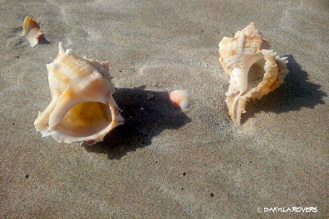 Private Dune and Secret Spot Tour in Dakhla - Who This Tour Is Perfect For
