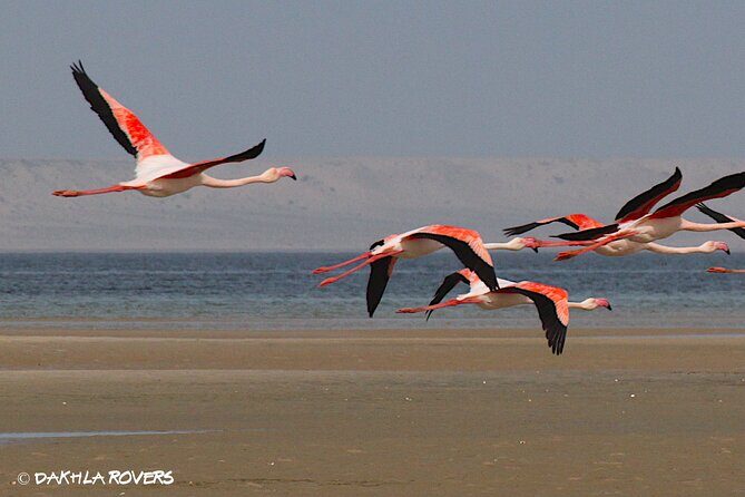 Private Dune and Secret Spot Tour in Dakhla - The Sum Up