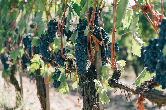 private-e-bike-tour-in-chianti-from-florence