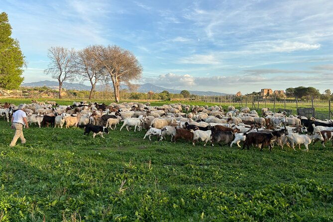 private-e-bike-tour-of-appian-way-aqueduct-catacombs-with-food