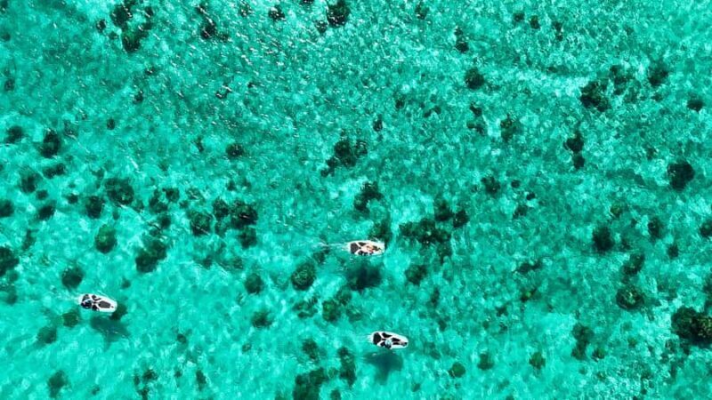 Private E-Board Tour of Moorea Lagoon - Exploring Moorea’s Lagoon on an E-Board: A Practical Guide