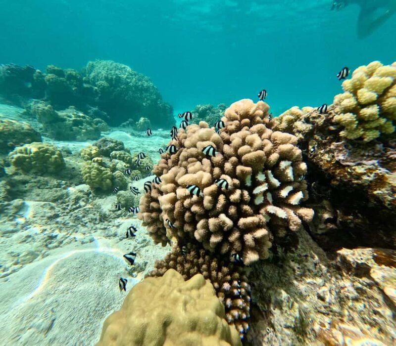 Private E-Board Tour of Moorea Lagoon - The Value of This Tour