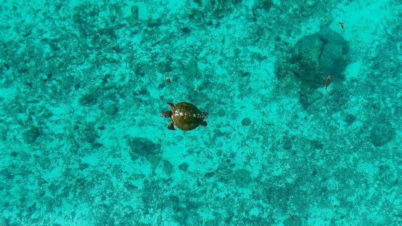 Private E-Board Tour of Moorea Lagoon - The Sum Up