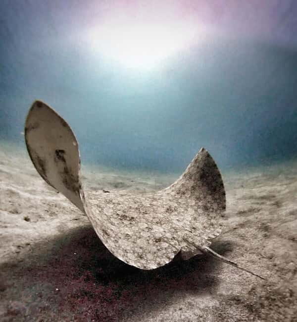 Private Eco Scuba Diving in Tenerife: no crowds and no rush - Equipment and Additional Details