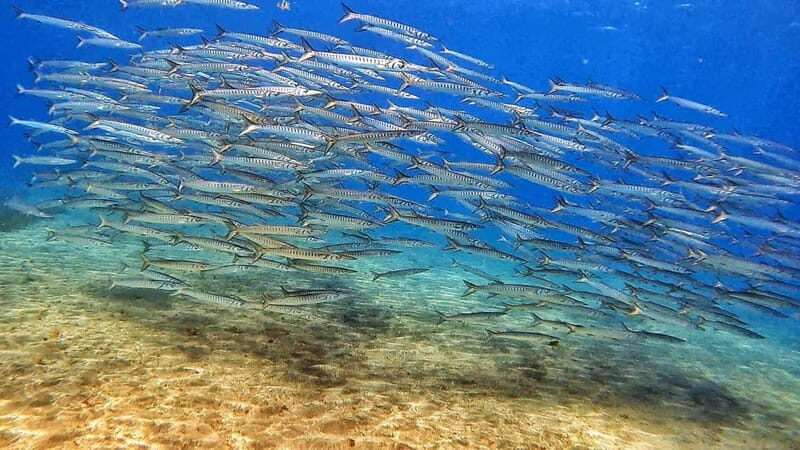 Private Eco Scuba Diving in Tenerife: no crowds and no rush - FAQ