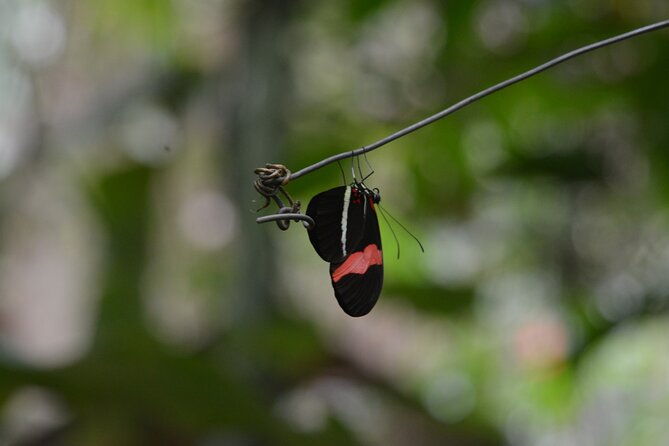 private-eco-tour-monkey-sloth-macaws-chocolate-rum-sample