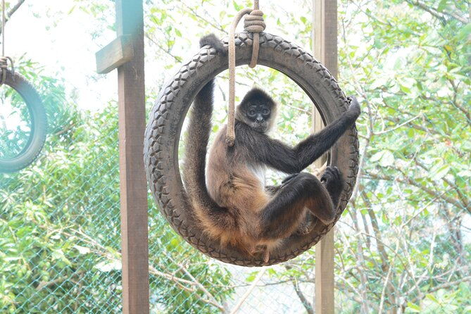 private-eco-tour-monkey-sloth-macaws-chocolate-rum-sample