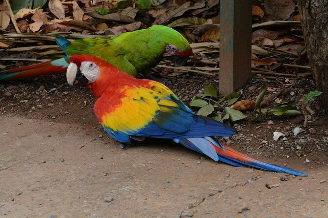 private-eco-tour-monkey-sloth-macaws-chocolate-rum-sample