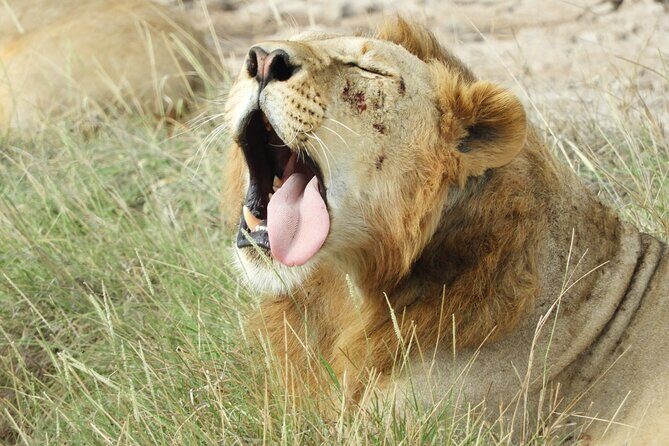 Private escape to:Nairobi national park tour 6.a.m to 11a.m - Who Should Consider This Tour?