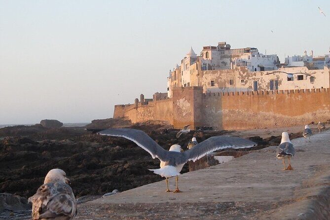 Private Essaouira Day Trip From Agadir - Exploring the Private Essaouira Day Trip From Agadir