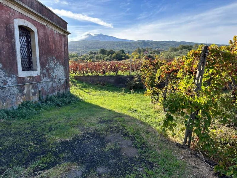 Private Etna panoramic tour+Wine tasting & food combination - Key Points