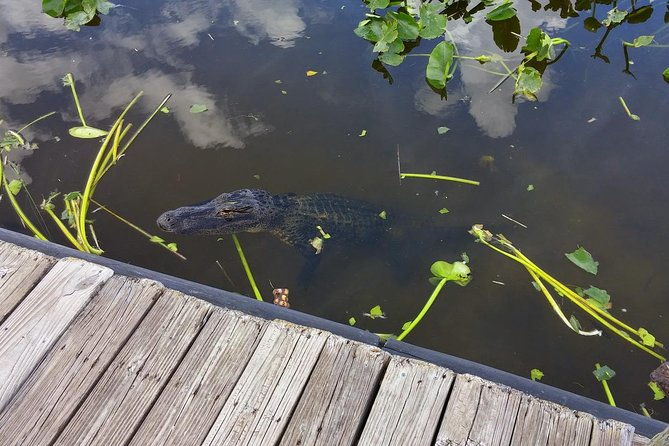 private-everglades-airboat-tour-including-hotel-pick-up-and-everglades-specialist